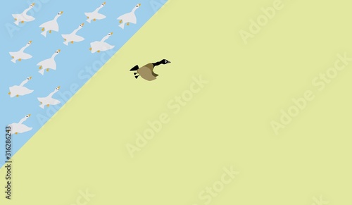 group of organized goose with one runaway