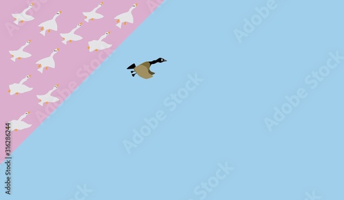 group of organized goose with one runaway