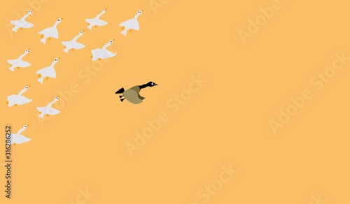 group of organized goose with one runaway