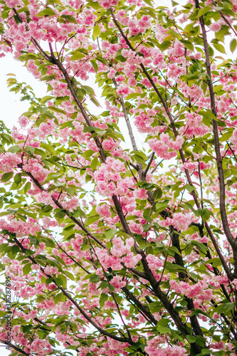 Wallpaper Mural Pink cherry sakura blossom background Torontodigital.ca