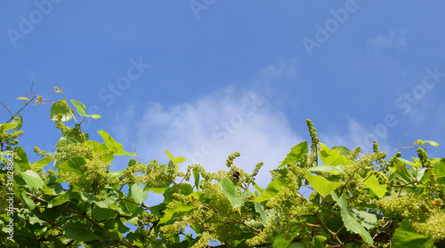 Flowering grapes against the blue sky. Flowering vine, border, copy space. Grape vine with young leaves and buds blooming in the vineyard. 