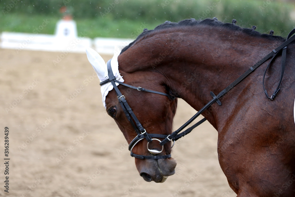 Fototapeta premium Head shot closeup of a dressage horse during ourdoor competition event