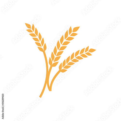 Realistic yellow ripe spikelets and grains of wheat composition on white background 3d vector illustration