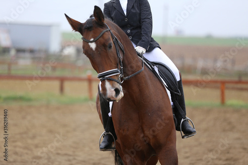  Head shot closeup of a dressage horse during ourdoor competition event © acceptfoto