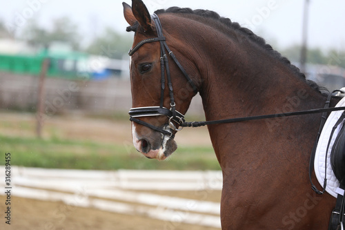  Head shot closeup of a dressage horse during ourdoor competition event © acceptfoto