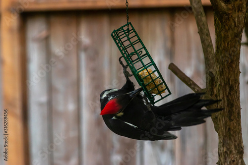red headed woodpecker eating bird seed out of feeder