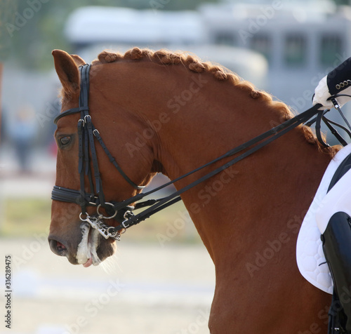 Fototapeta Naklejka Na Ścianę i Meble -   Head shot closeup of a dressage horse during ourdoor competition event