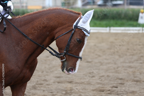 Fototapeta Naklejka Na Ścianę i Meble -   Head shot closeup of a dressage horse during ourdoor competition event