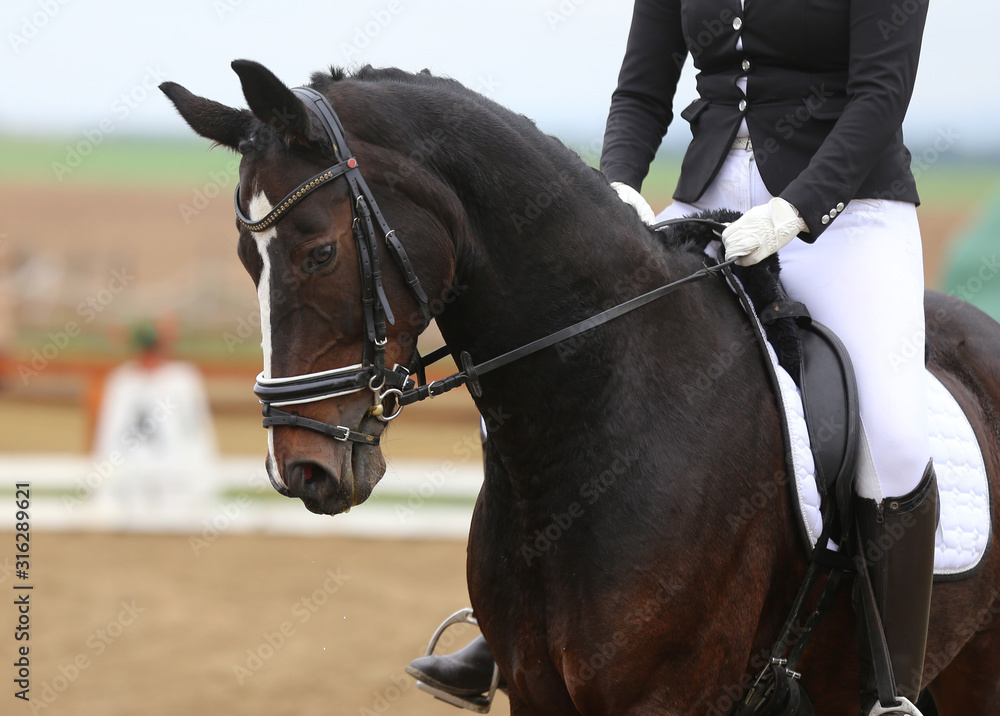 Unknown contestant rides at dressage horse event in riding ground outdoors Unknown contestant rides at dressage horse event in riding ground outdoors