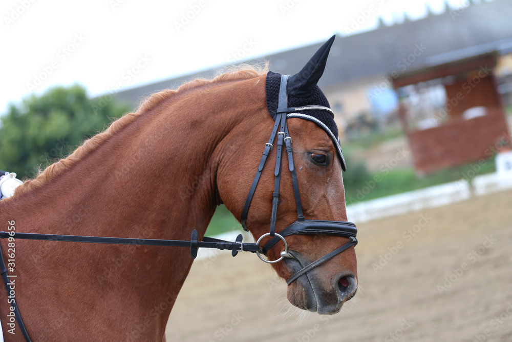 Fototapeta premium Unknown contestant rides at dressage horse event in riding ground outdoors
