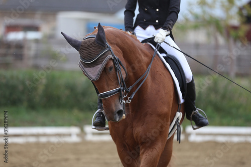 Unknown contestant rides at dressage horse event in riding ground outdoors © acceptfoto