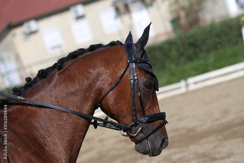 Obraz premium Unknown contestant rides at dressage horse event in riding ground outdoors