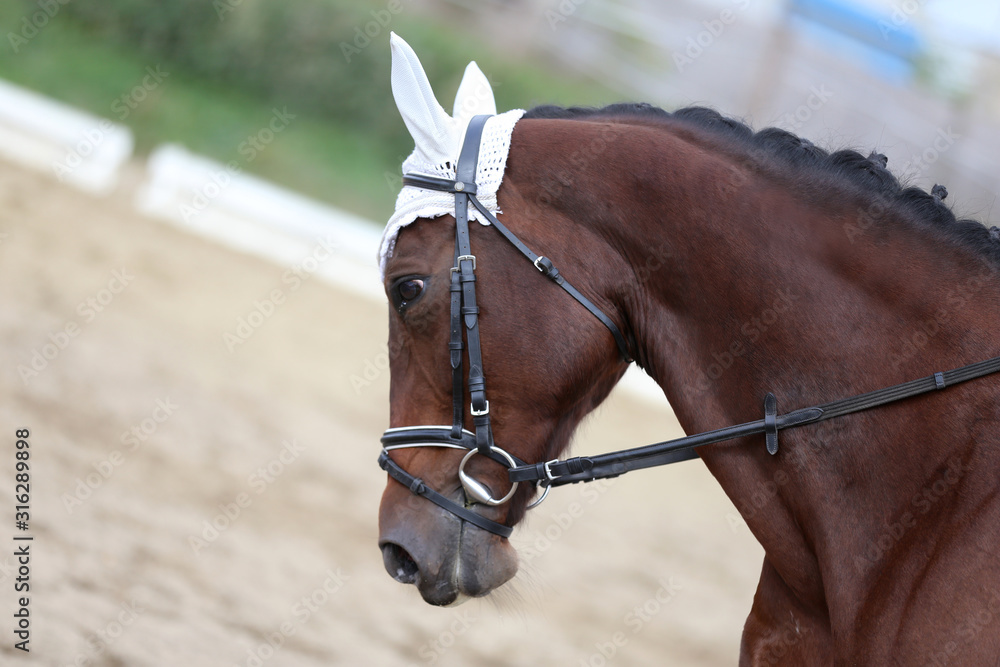 Unknown contestant rides at dressage horse event in riding ground outdoors