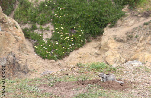 Oregon Ground Squirrel
