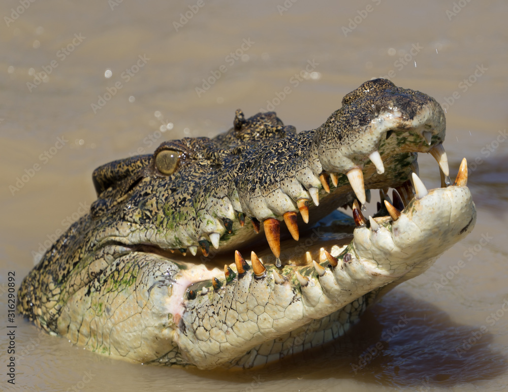 Obraz premium Krokodyl
