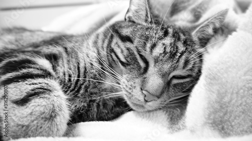 Cat sleeping, Cute cat having rest, sleeping cat