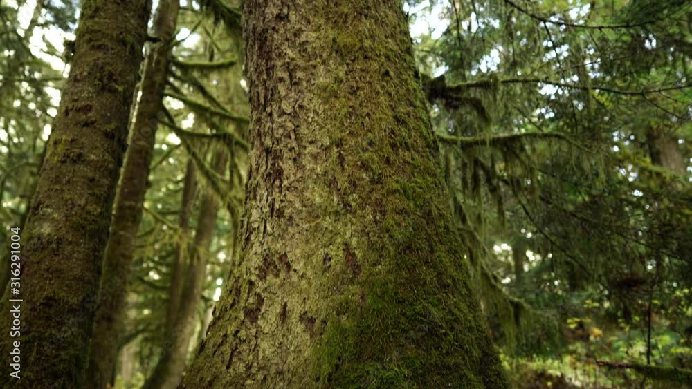 Looking up the moss covered trunk of an old growth tree Looking up the moss covered trunk of an old growth tree
