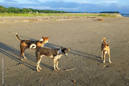 Fototapeta Naklejka Na Ścianę i Meble -  Stray Dogs At Cox's Bazar Beach, Bangladesh