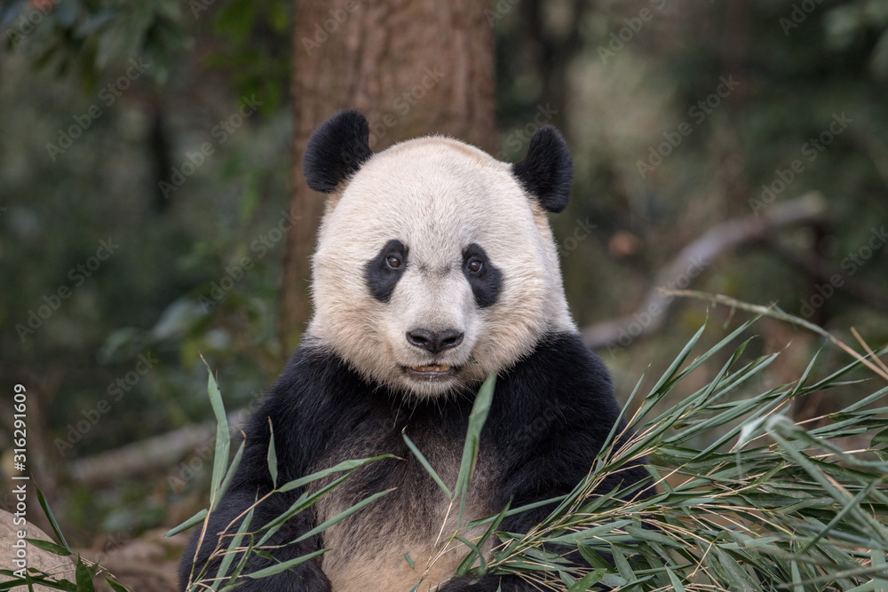 Fototapeta premium Panda Bear Chewing Bamboo Leaves in Ya'an Sichuan Province, China. Panda 