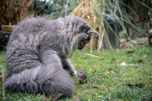 blue tabby maine coon cat hunting down a mouse outdoors in the garden on wet grass face to face