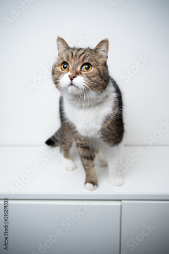 studio portrait of a tabby british shorthair cat sitting on drawer in front of white background with copy space looking curiously © FurryFritz