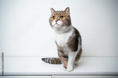 studio portrait of a tabby british shorthair cat with fluffy tail sitting on drawer in front of white background with copy space looking curiously
