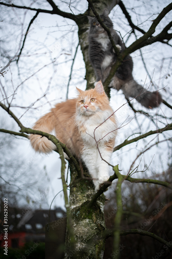 Fototapeta premium two maine coon cats climbing on bare birch tree outdoors in the back yard observing the area