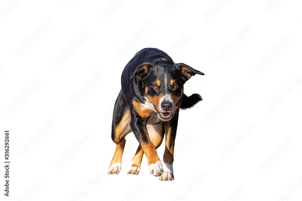 dog isolated on white background running and jumping straight towards camera dog isolated on white background running and jumping straight towards camera