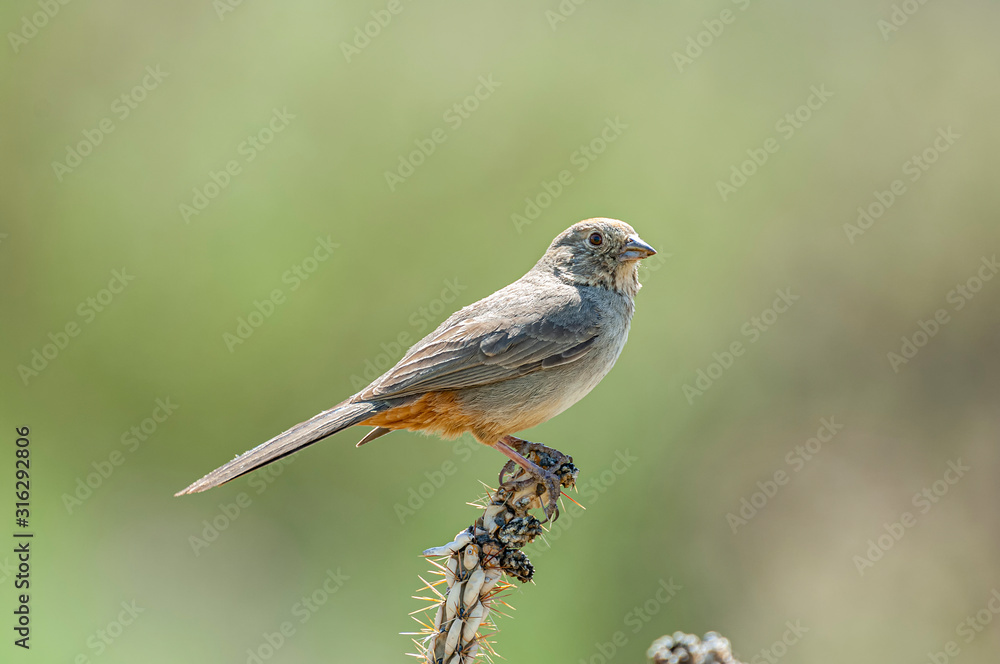 Fototapeta premium Canyon Towhee Melozone fusca