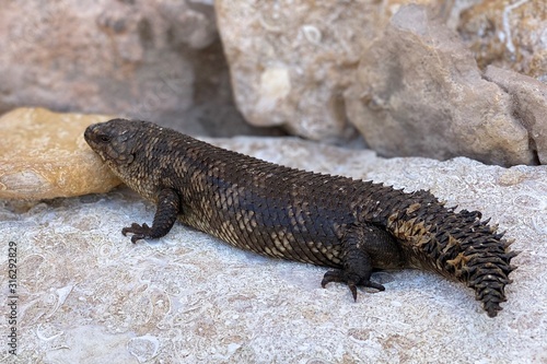 egernia stokesii 