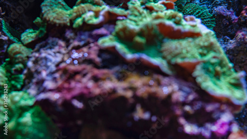 underwater blurred background with bokeh