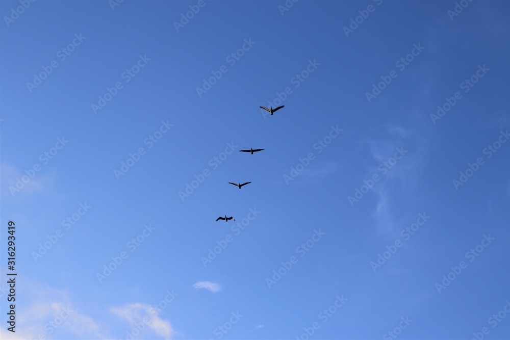 Formation of birds in the blue sky