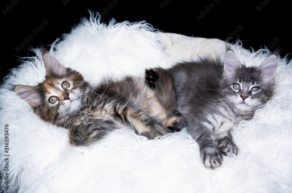 two cute lazy maine coon kittens lying on fake fur relaxing looking at camera in front of black background two cute lazy maine coon kittens lying on fake fur relaxing looking at camera in front of black background