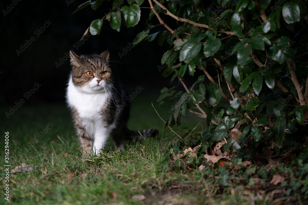 tabby white british shorthair cat on the prowl outdoors at night standing beside a bush looking tabby white british shorthair cat on the prowl outdoors at night standing beside a bush looking