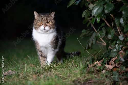 tabby white british shorthair cat on the prowl outdoors at night standing on grass beside a bush looking at camera