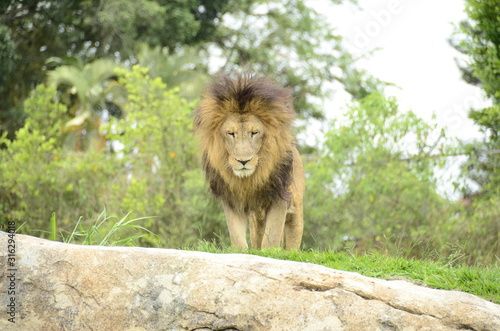 African lion at the zoo Ukumari Colombia