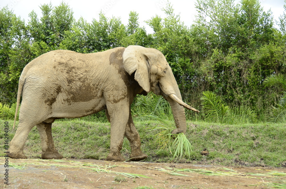 Fototapeta premium African elephant in the zoo Ukumari Colombia