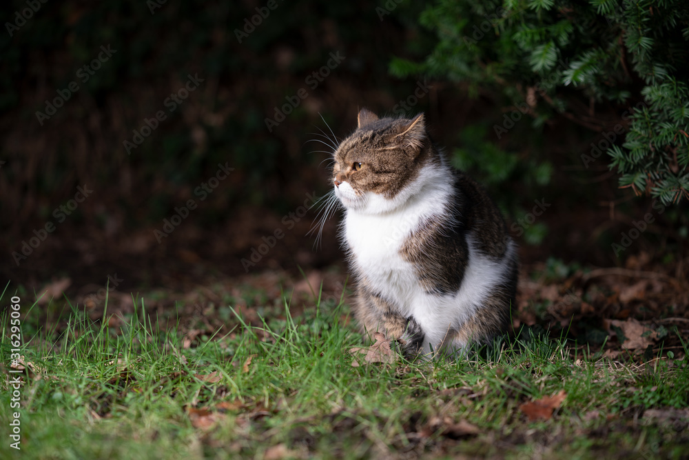 side view of a tabby white british shorthair cat sitting on lawn outdoors in nature at night looking ahead side view of a tabby white british shorthair cat sitting on lawn outdoors in nature at night looking ahead