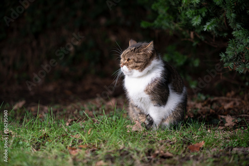 Wallpaper Mural side view of a tabby white british shorthair cat sitting on lawn outdoors in nature at night looking ahead Torontodigital.ca
