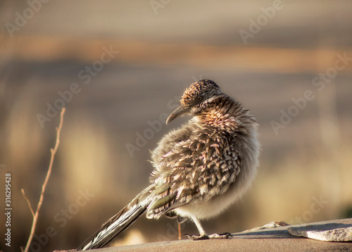 The Roadrunner Returns, Redux