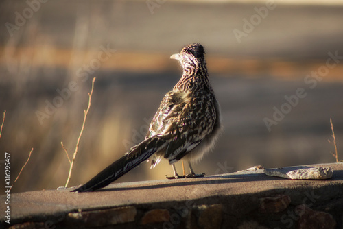 The Roadrunner Returns