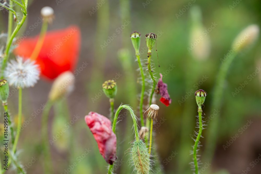 Blossom Wild Poppy Flowers Meadow Blossom Wild Poppy Flowers Meadow