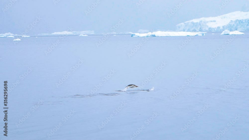 Antarctica Gentoo Penguin swimming diving out of the water Antarctica Gentoo Penguin swimming diving out of the water