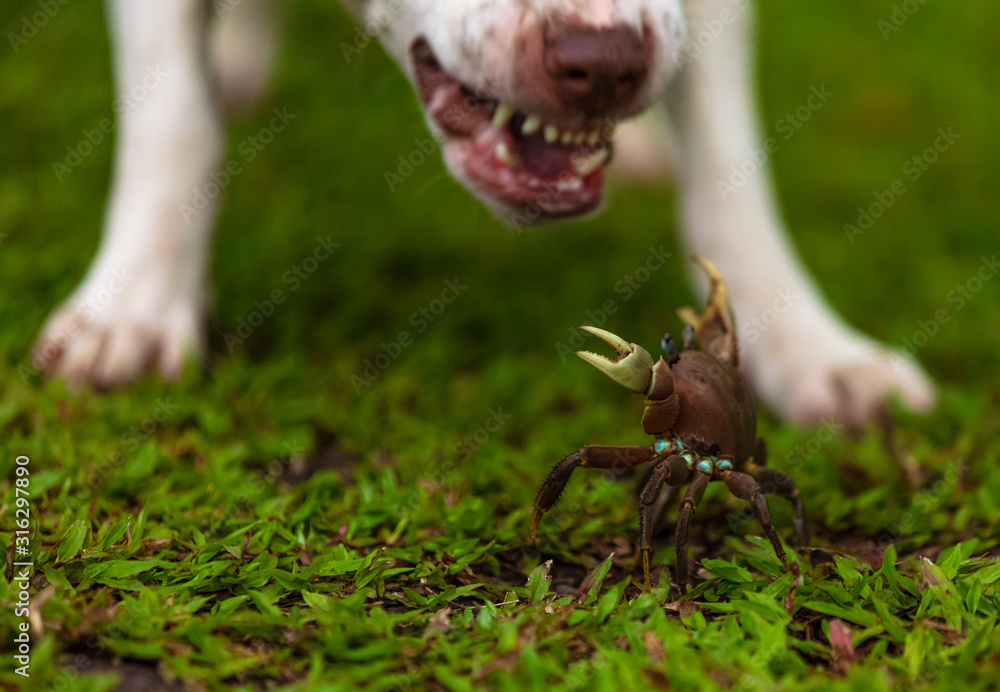 Fototapeta premium le crabe et le chien