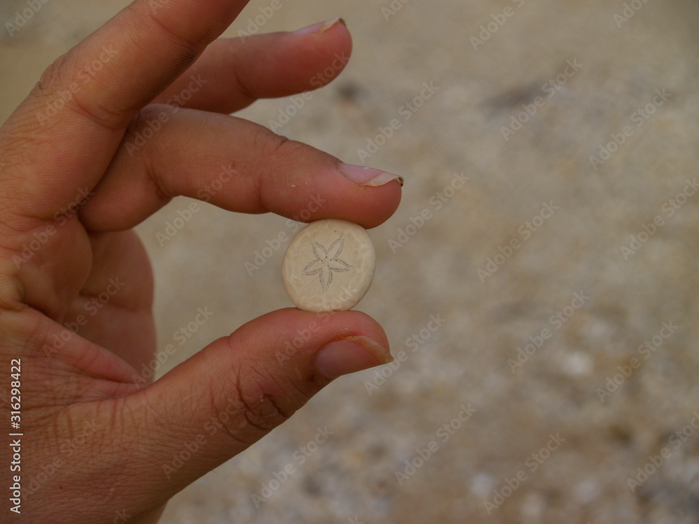 Sand Dollar shell washed up on the beach Sand Dollar shell washed up on the beach