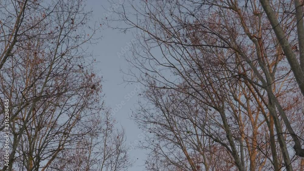 Travelling under the winter trees . Travelling under the winter trees .