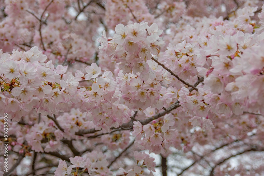 White Pink Cherry blossom branches on blurred background. Close view. White Pink Cherry blossom branches on blurred background. Close view.