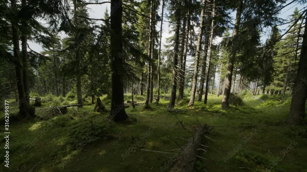 Beautiful wild old natural pine forest with some trees laying down, Karkonosze, Poland, steadicam shot high quality, 4k Beautiful wild old natural pine forest with some trees laying down, Karkonosze, Poland, steadicam shot high quality, 4k