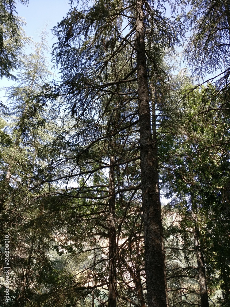 Fototapeta premium trees and sky