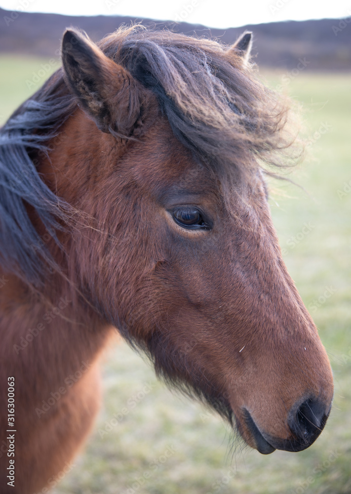 Obraz premium Icelandic Horse